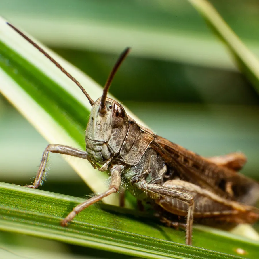 Close Up Locuston Leaf