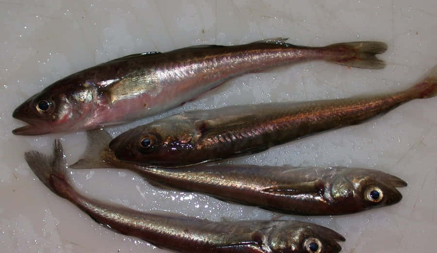 Cod do Ártico sobre Gelo