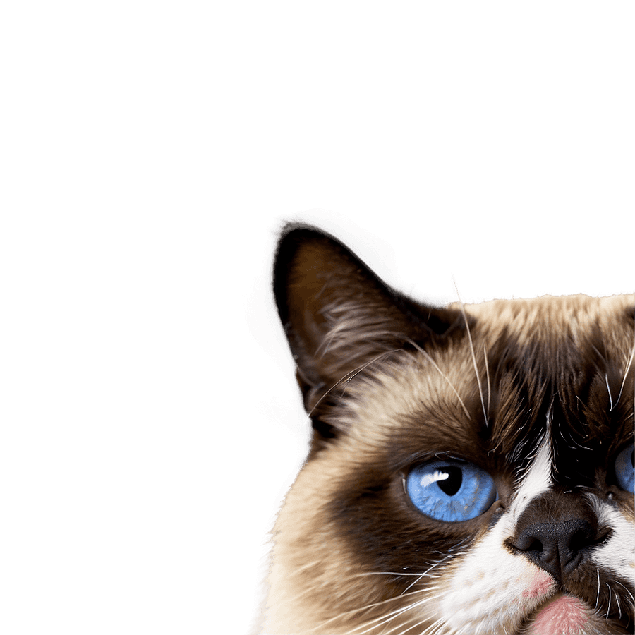 Famous Grumpy Cat PNG 06202024