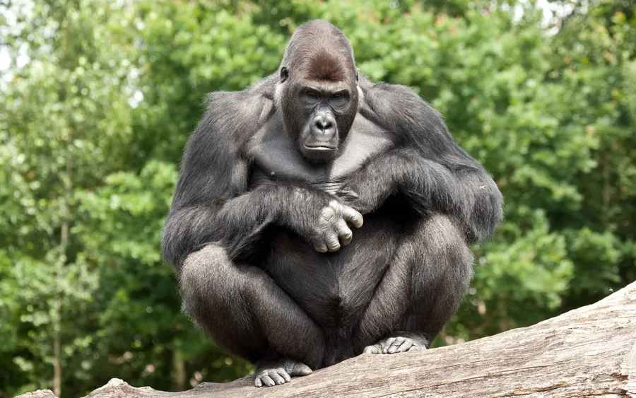 Cool Gorilla