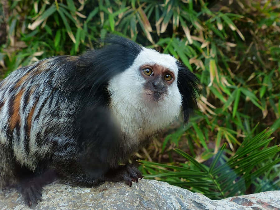 Marmoset Curioso nella Natura
