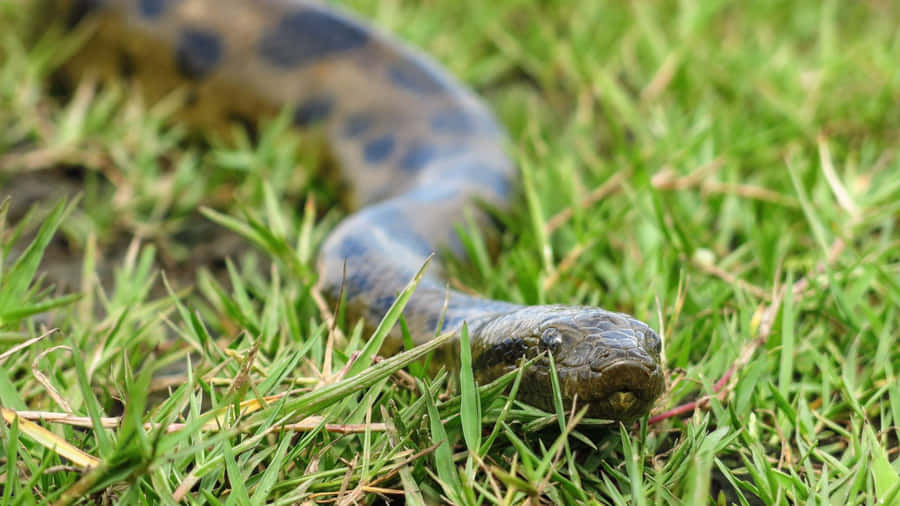 Anaconda na Grama