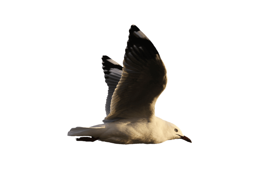 Soaring Seagull Graceful Flight.png
