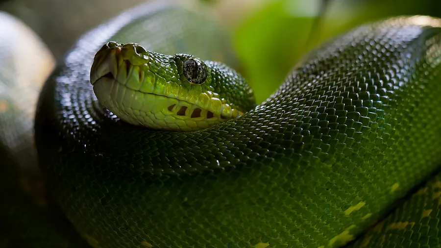 Python