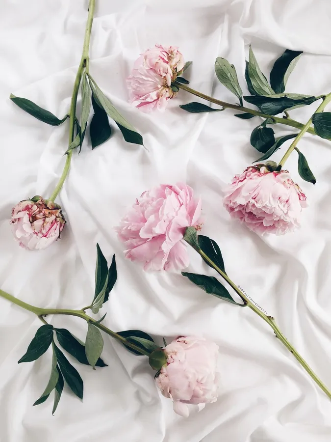 Peony Iphone