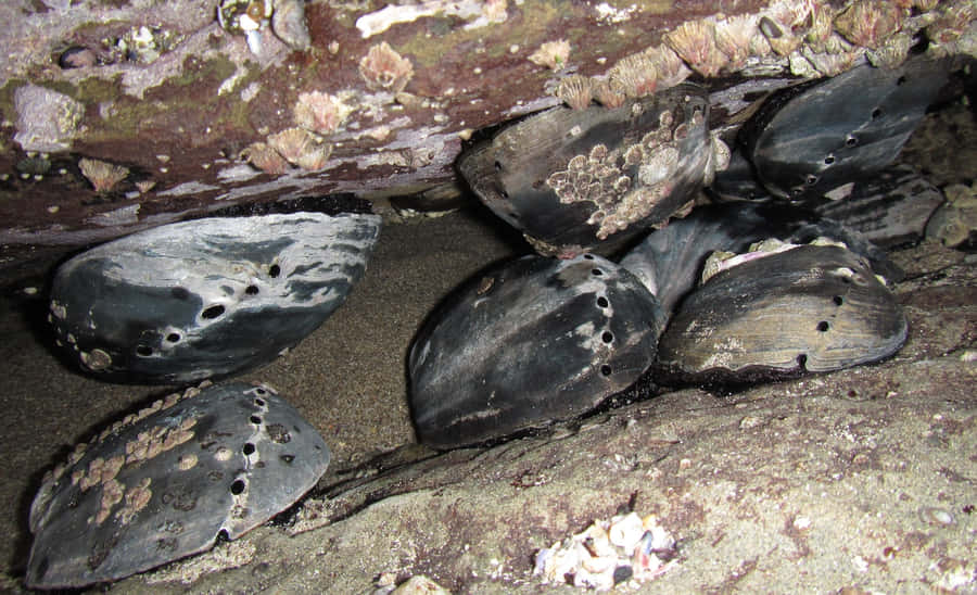 Gruppierte Abalone unter einem Stein