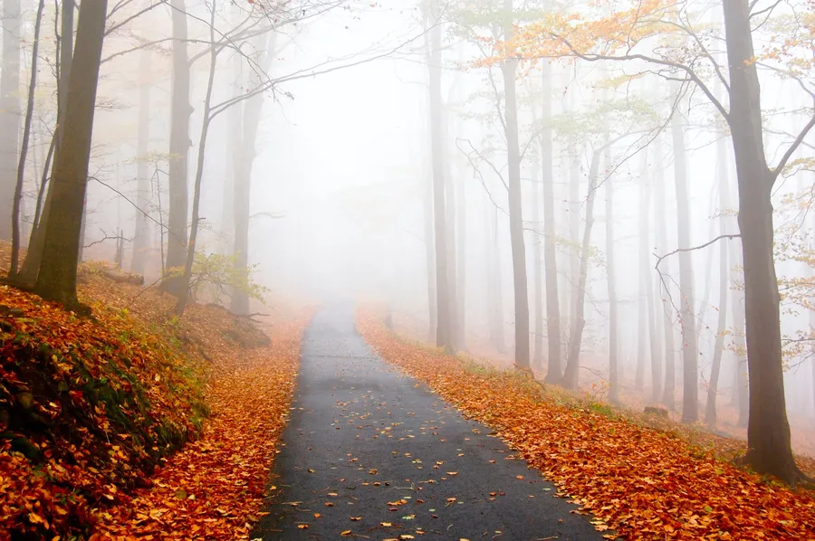 Fall Background