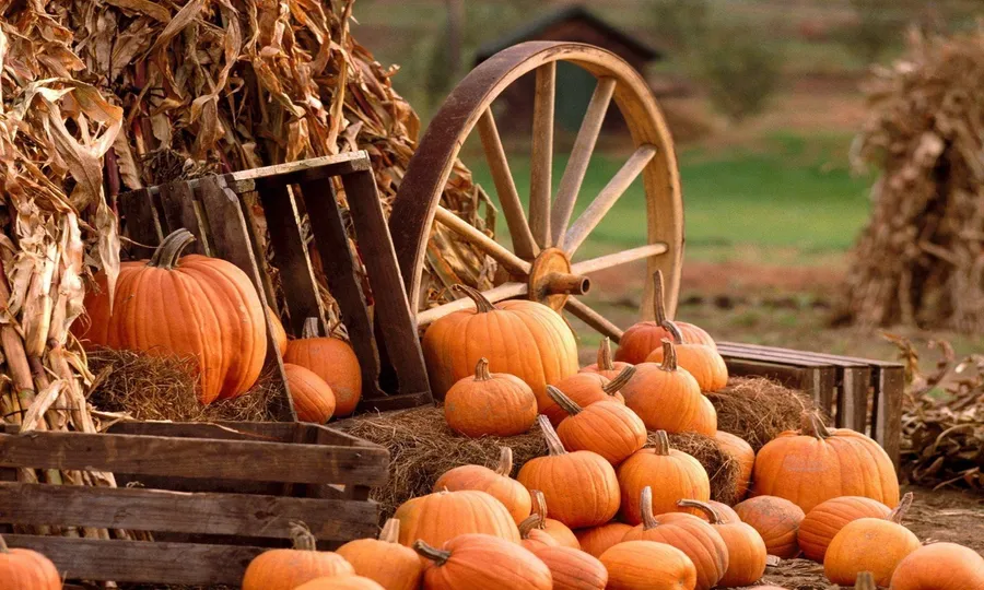 Fall Pumpkin