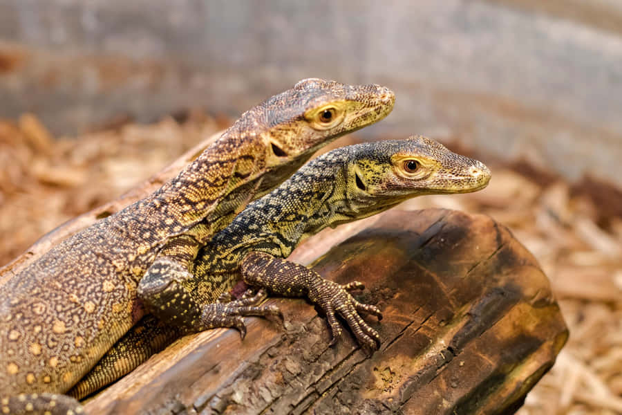 Par de Dragões de Komodo Descansando