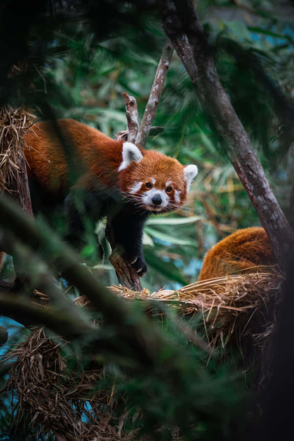 Röd Panda i Habitat