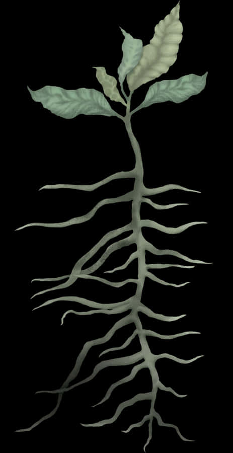 Root, HD Png Download
