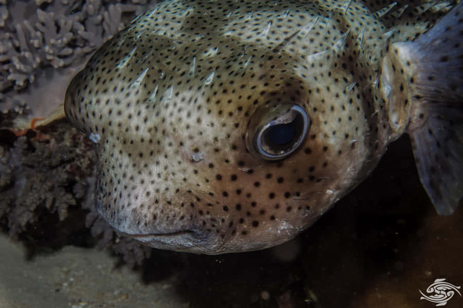 Magnifico pesce porcospino in profondità blu sott'acqua