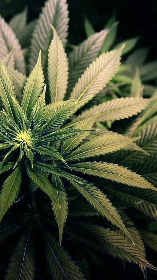 Weed Aesthetic
