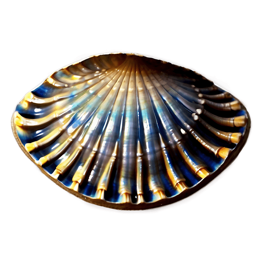 Clam Shell Decoration PNG xci43