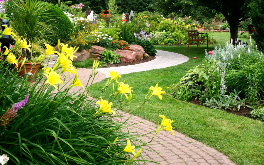 Daffodil Kuning Taman