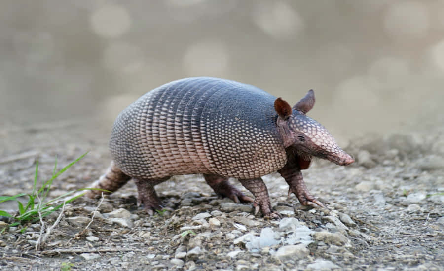 Armadillo nel Suo Habitat Naturale