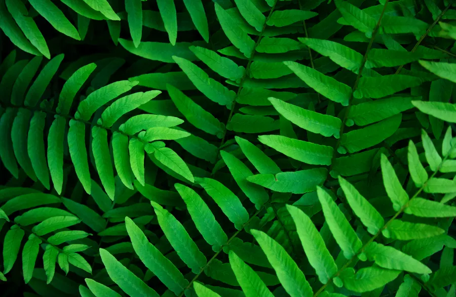leafy Background