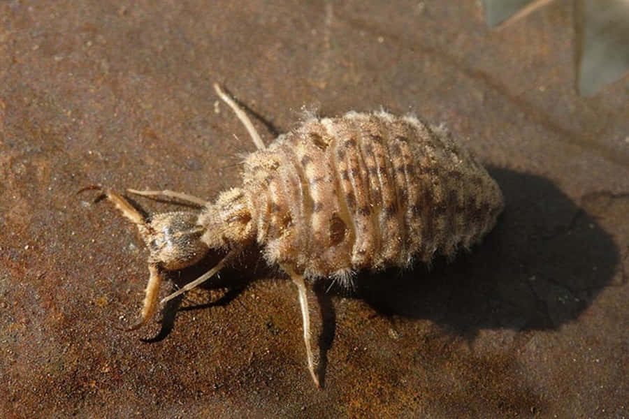 Insetto Antlion sulla Sabbia