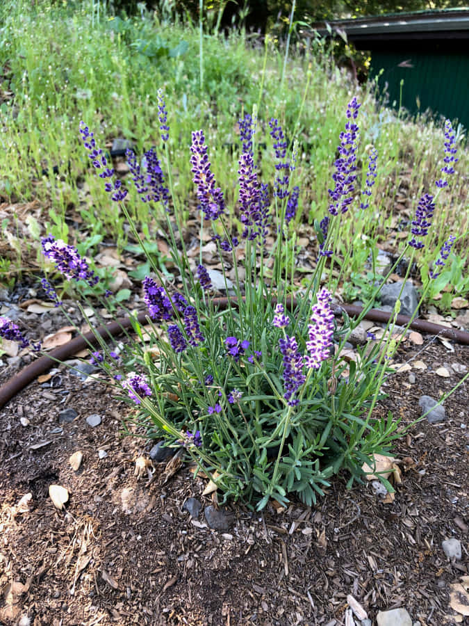 Decorazioneper la casa con un letto di lavanda e tonalità blu
