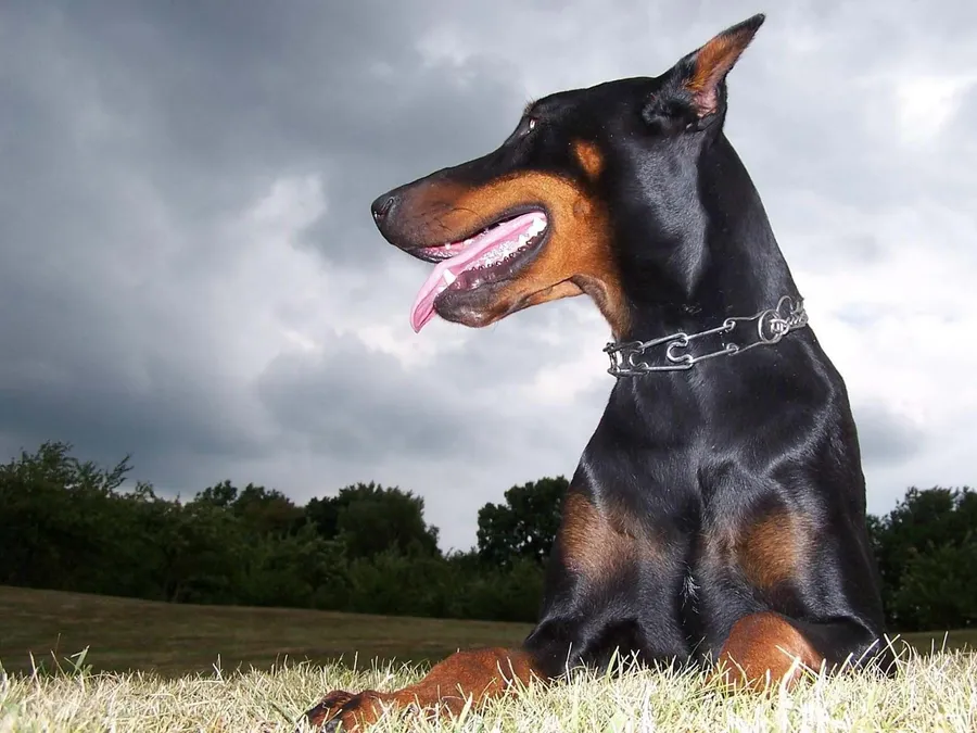Doberman
