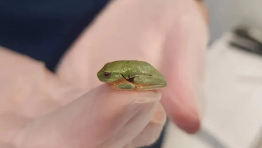 Cute Frog pictures