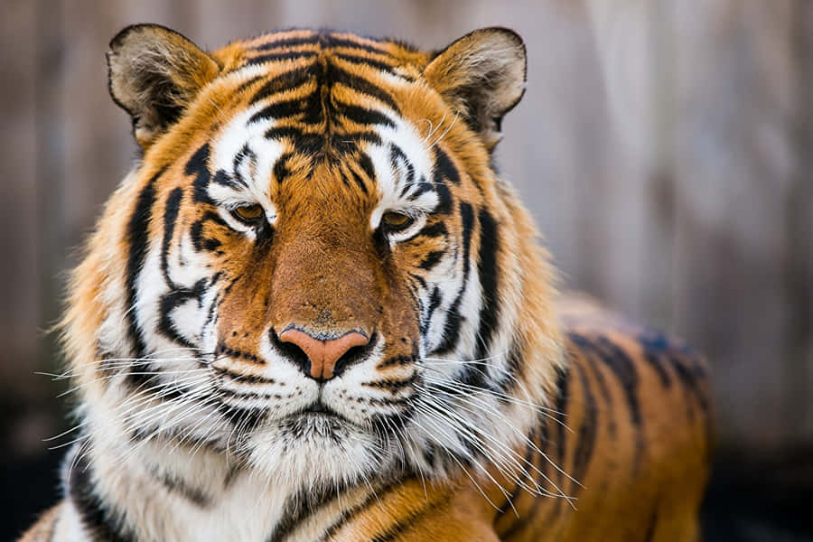 Sibirischer Tiger Porträt