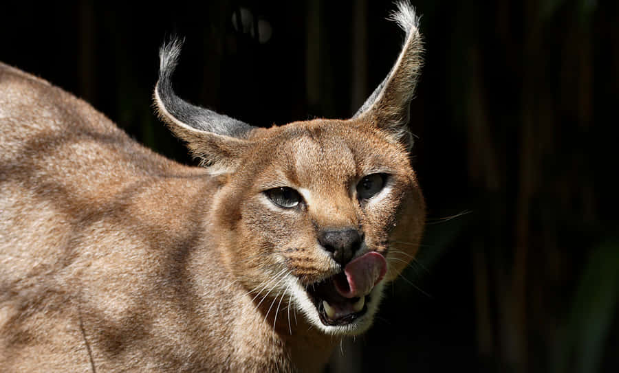 Gato Caracal Lambendo os Lábios