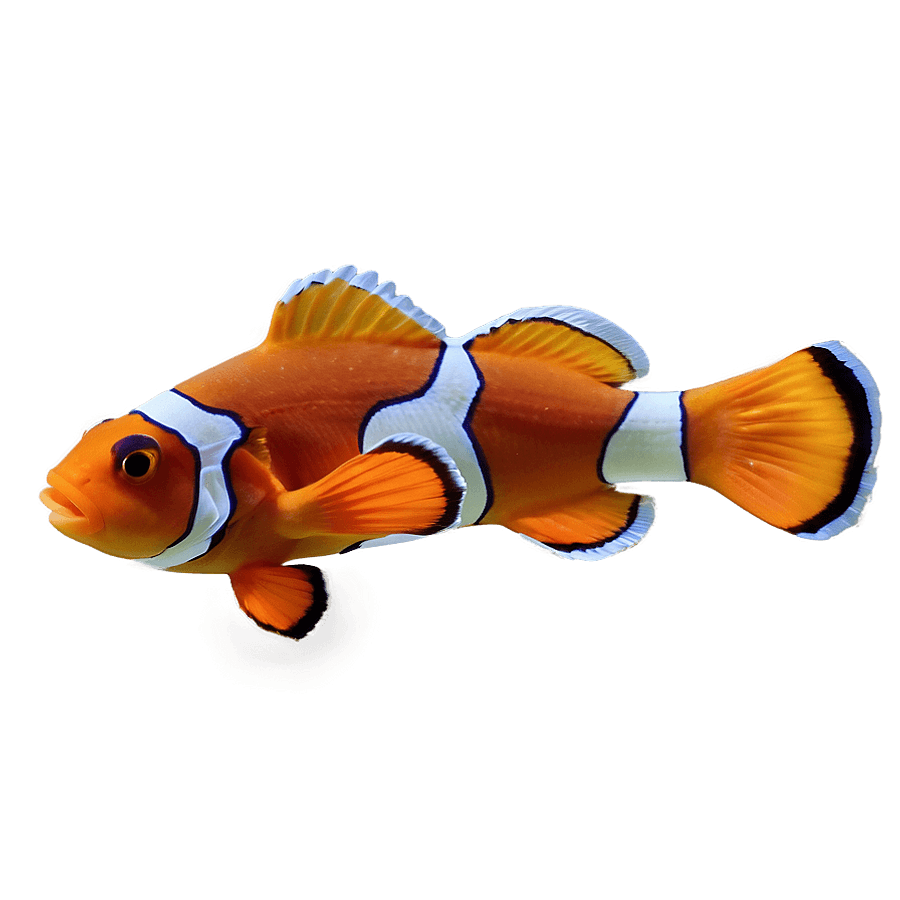 Neon Clownfish PNG 38