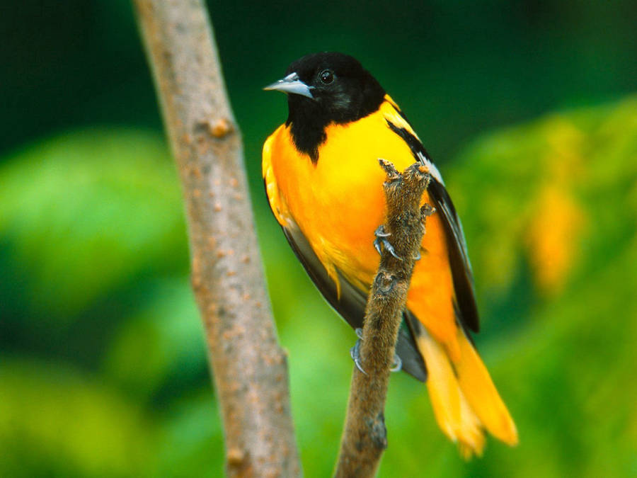 Download Yellow And Black Beautiful Birds Wallpaper | Wallpapers.com