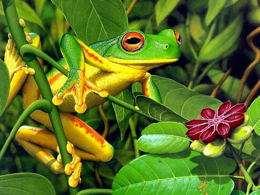 Yellow And Green Frog On Stem wallpaper