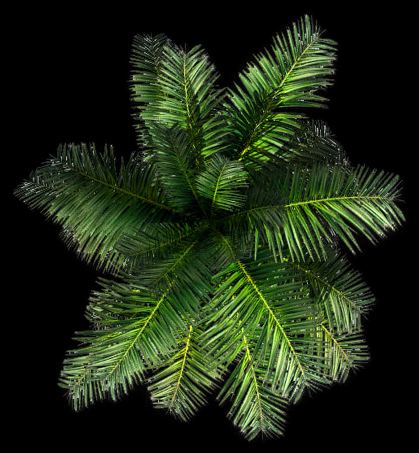 532k Small Palm Jcd G 06 Feb 2009 - Palm Tree Top View Png