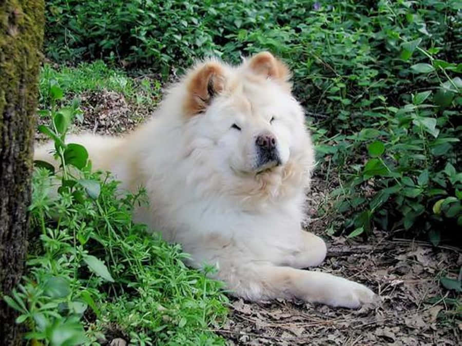 SødeChow Chow-hvalpe spottet med at nyde en varm sommerdag.