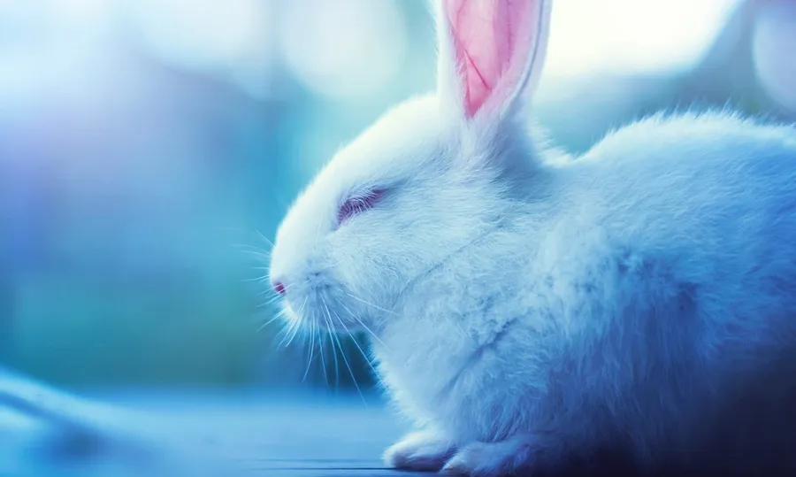 Bunny background