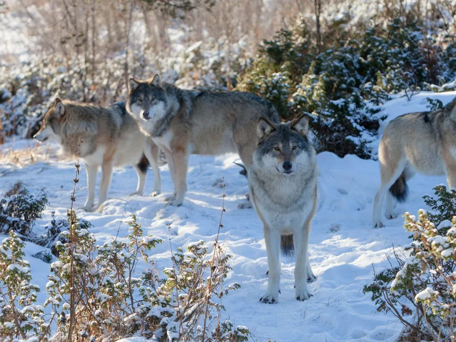 Cute Wolves