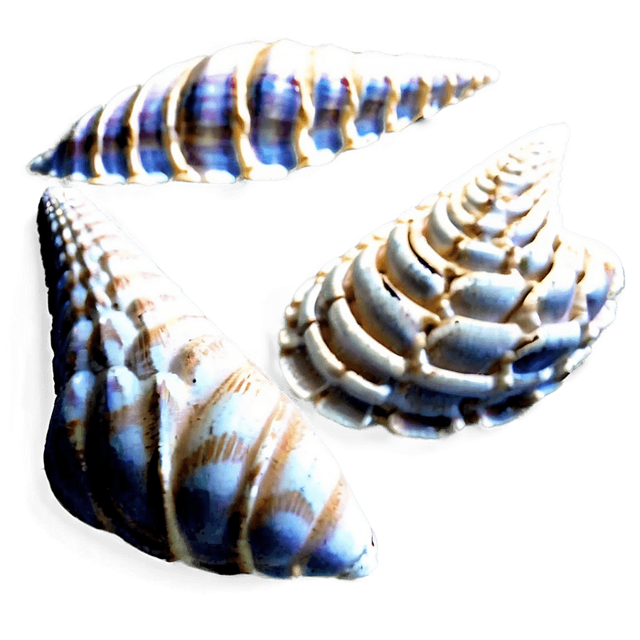 Intricate Pattern Shells PNG 25