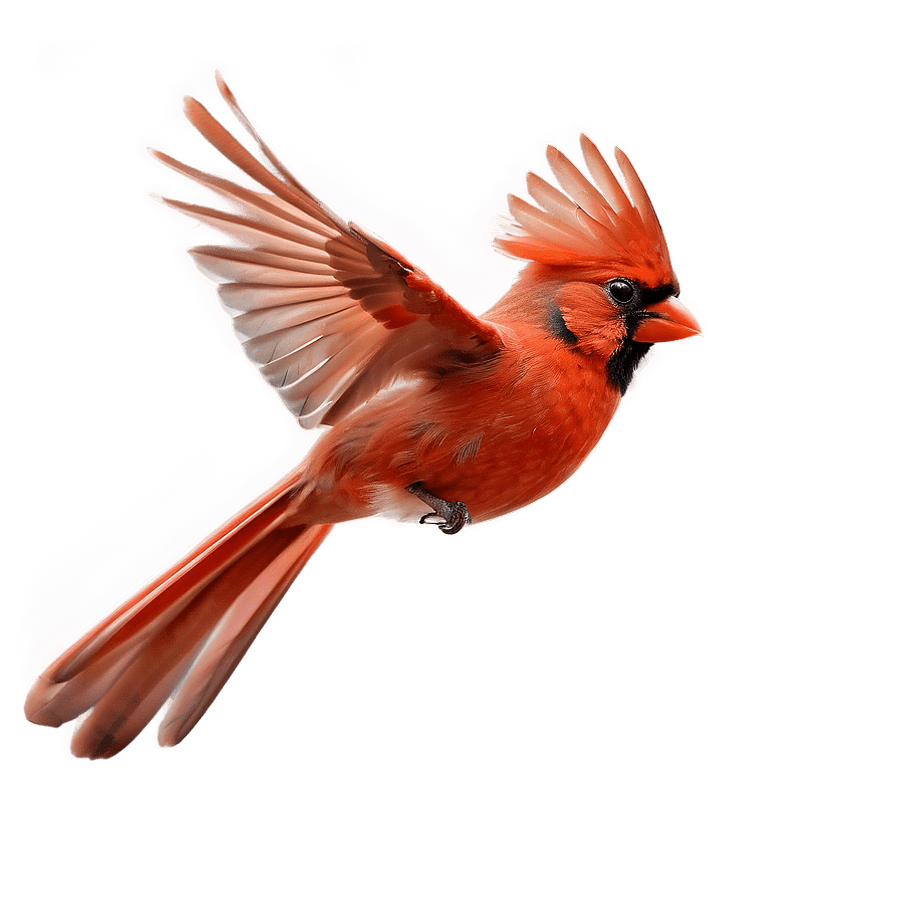 Flying Red Cardinal Bird PNG 1