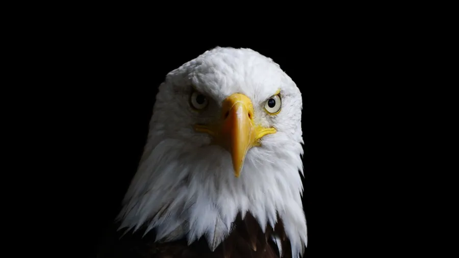 Eagles background