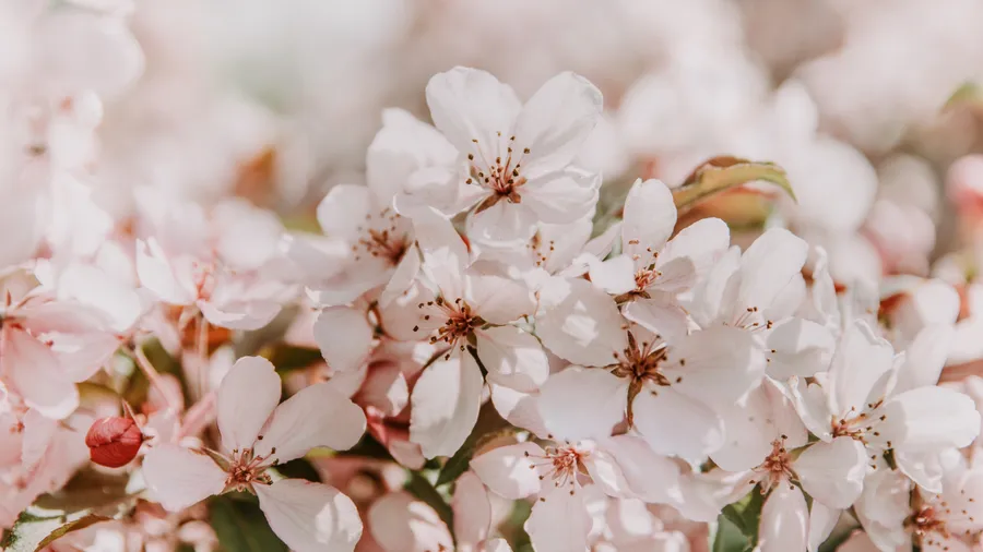 Uhd background