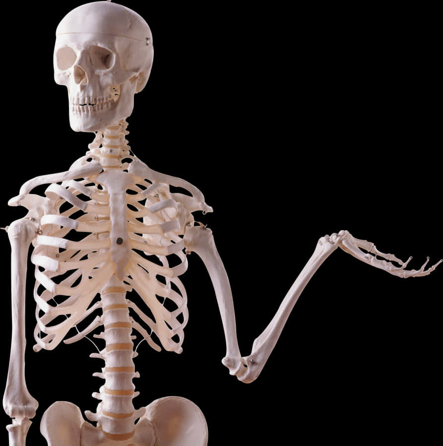 Skeleton Png - Printable Pictures Of The Skeletal System, Transparent Png