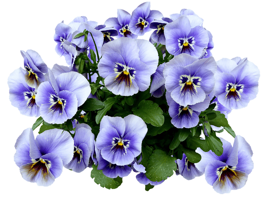 Vibrant Pansy Bouquet.png