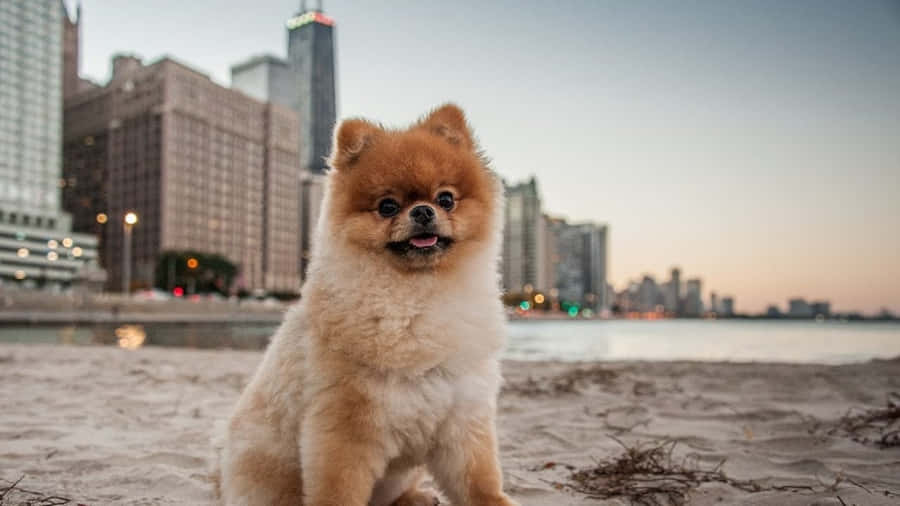 Pommerschekleine Hunde auf Strandbild