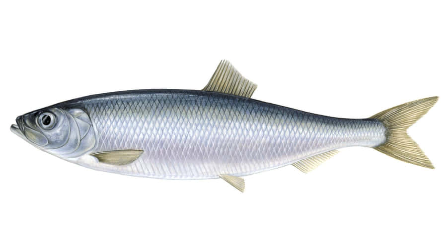 Herring do Pacífico Isolado em Branco