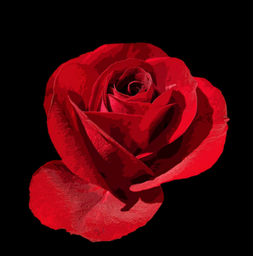 Red Rose Black Background