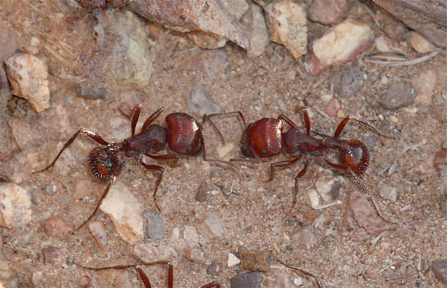 Formigas Colhedoras no Solo