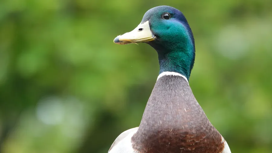 Duck background