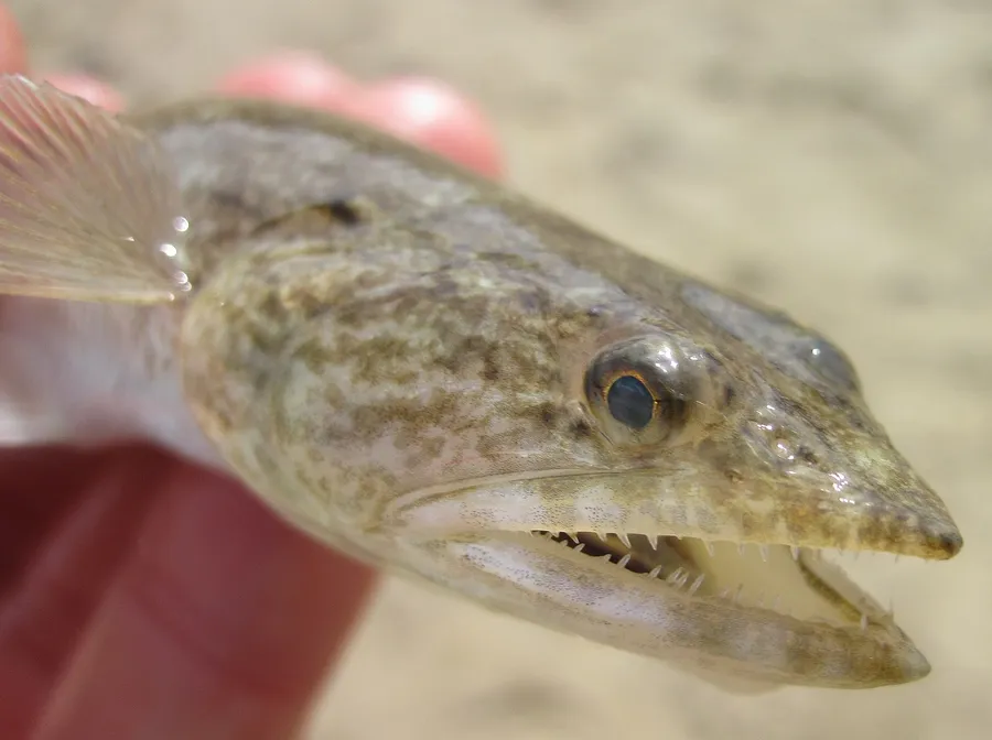 Close Up Lizardfish Sand Background