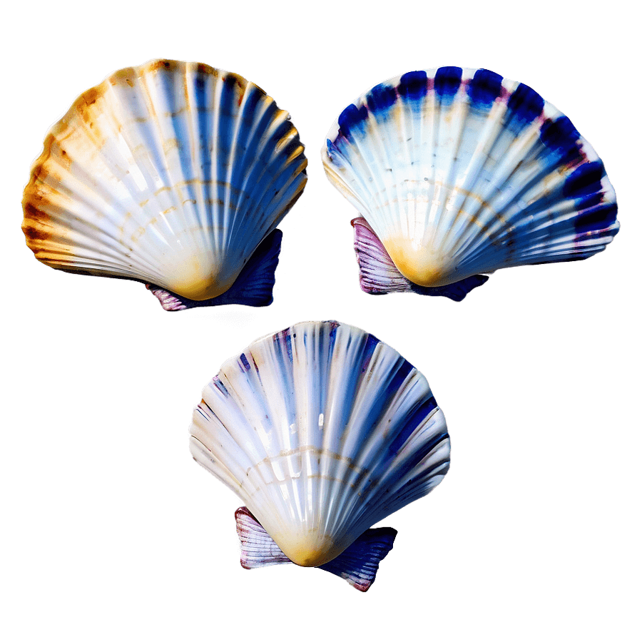 Scallop Shells Collection PNG iug