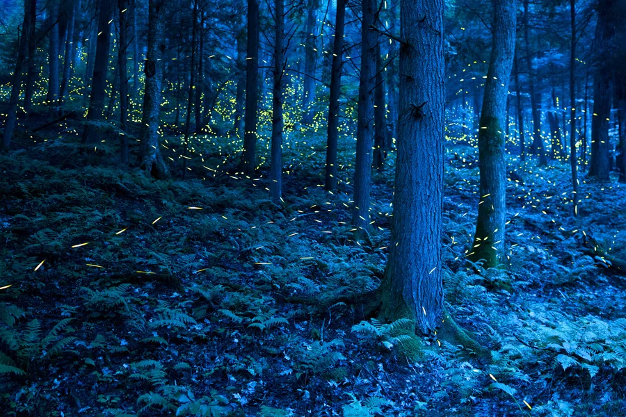 Enchanted Forest Lightning Bugs