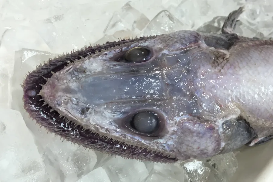 Lizardfishon Ice
