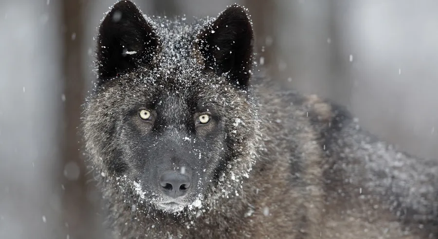 Black Wolf background